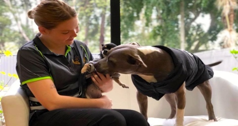AAA Pet Resort image