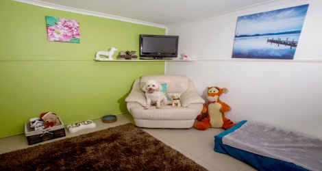 AAA Pet Resort - 3