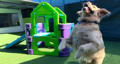 AAA Pet Resort - 4