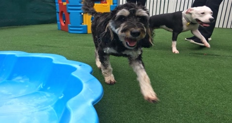 AAA Pet Resort - 5