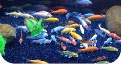 Armidale Pet Shop & Aquarium - 2