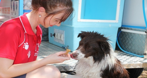 Aussie Pooch Mobile Dog Wash & Grooming - ACT image