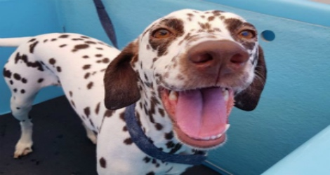 Aussie Pooch Mobile Dog Wash & Grooming - New South Wales - 4