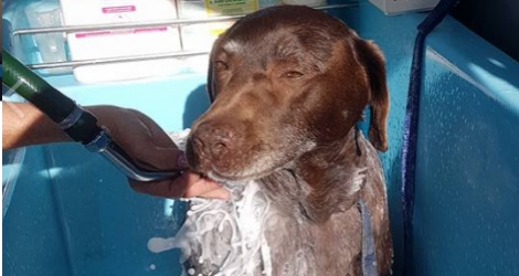Aussie Pooch Mobile Dog Wash & Grooming - Queensland image