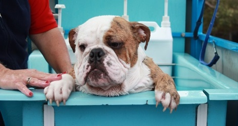 Aussie Pooch Mobile Dog Wash & Grooming - Queensland - 6