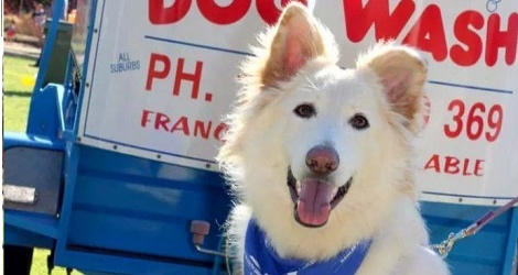 Aussie Pooch Mobile Dog Wash & Grooming - South Australia - 4