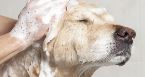 Aussie Pooch Mobile Dog Wash & Grooming - Victoria - 2