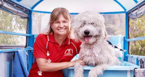 Aussie Pooch Mobile Dog Wash & Grooming - Victoria - 3