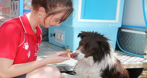 Aussie Pooch Mobile Dog Wash & Grooming - Western Australia image