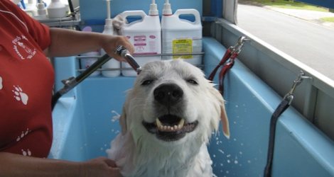 Aussie Pooch Mobile Dog Wash & Grooming - Western Australia - 2