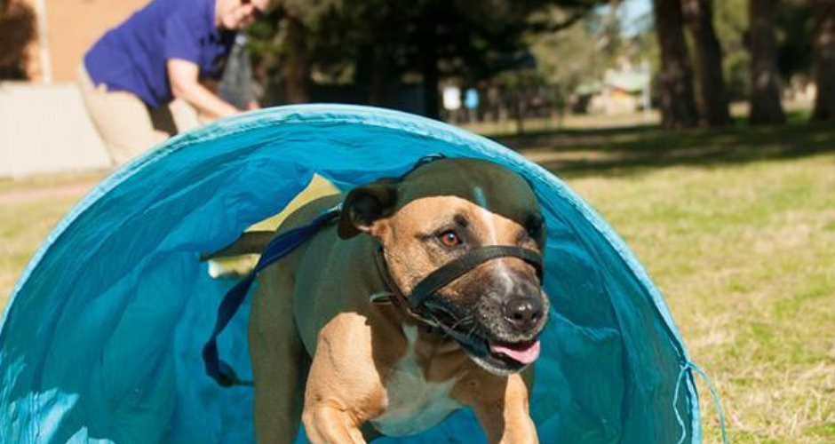 Barkers In Balance - Lake Macquarie Area image