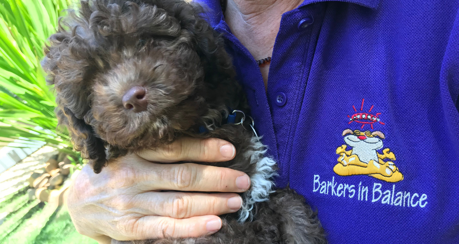 Barkers In Balance - Maitland Area - 4