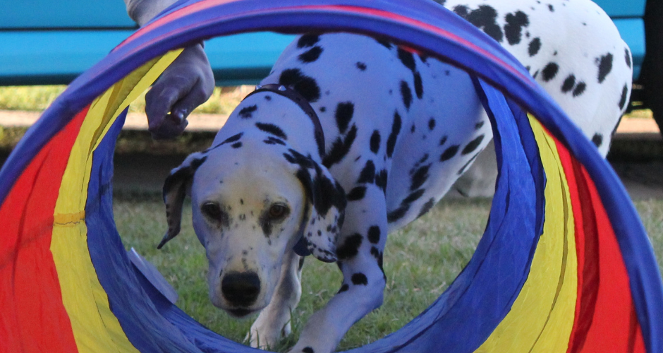 Barkers In Balance - Maitland Area - 5