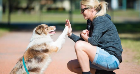 Barkers In Balance - Port Stephens Area - 5
