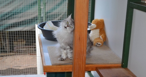 Camelot Pet Resort - 2