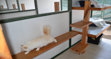 Camelot Pet Resort - 3