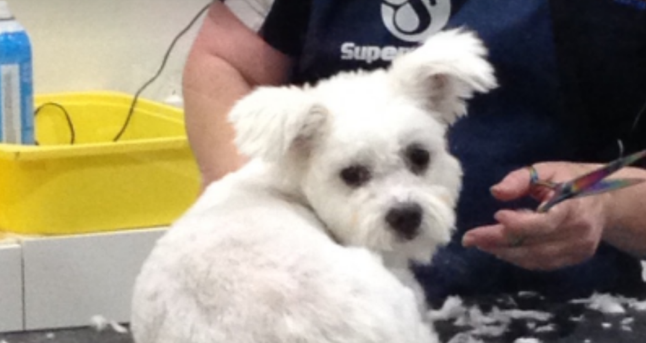Campbelltown Pet & Aquarium Centre - 6