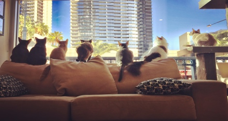 Crazy Cat Cafe - 2