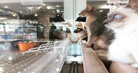 Crazy Cat Cafe - 3