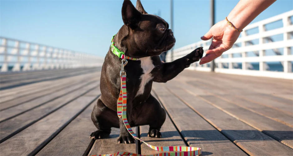Doggy Eco - 2