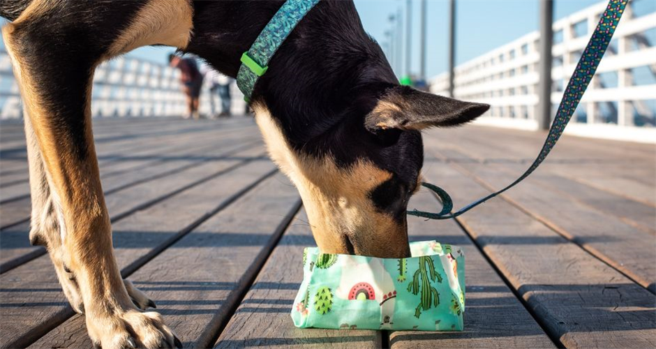 Doggy Eco - 4