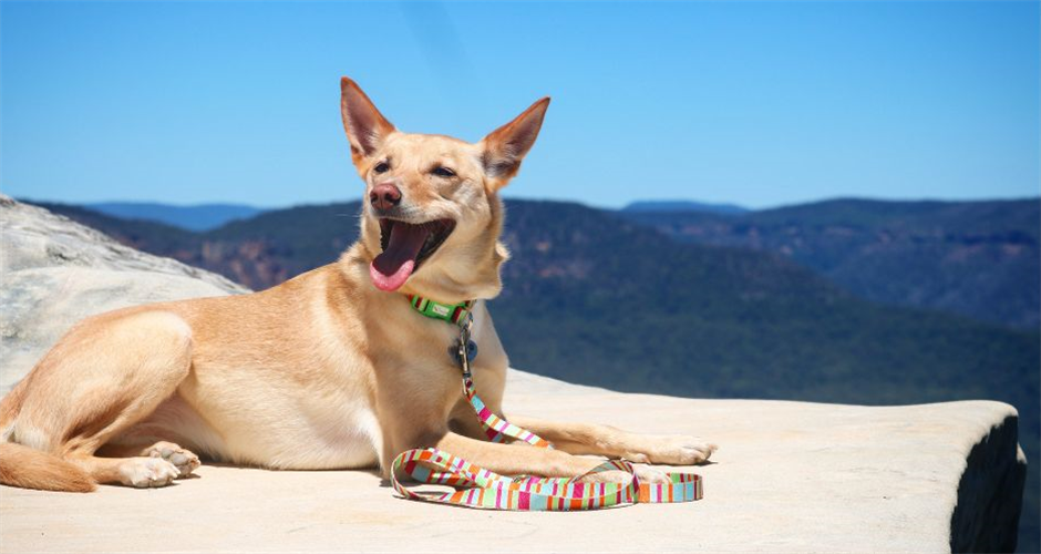 Doggy Eco - 6
