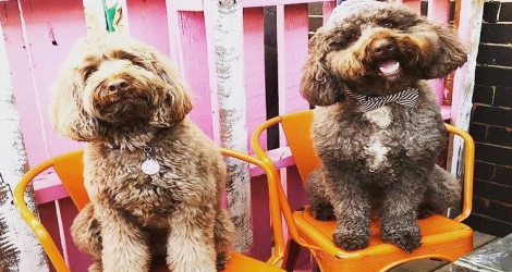 Doghouse Australia image