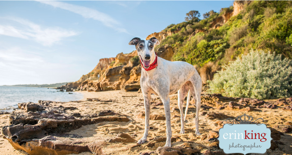 Erin King Pet Photography - Melbourne & Surrounds image