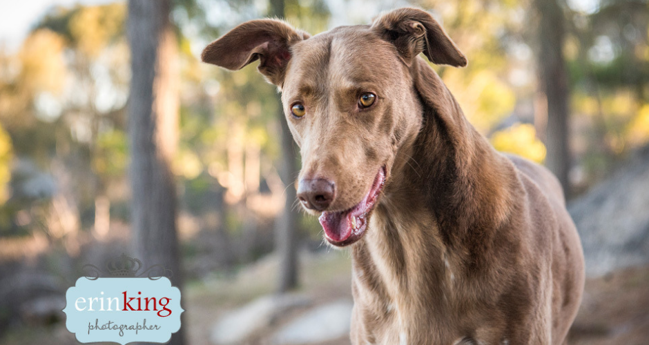 Erin King Pet Photography - Melbourne & Surrounds - 2