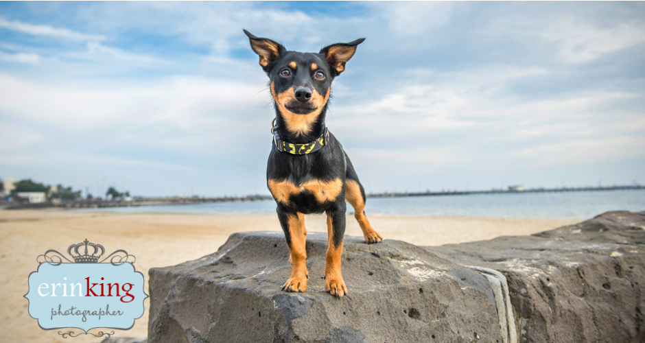 Erin King Pet Photography - Melbourne & Surrounds - 3