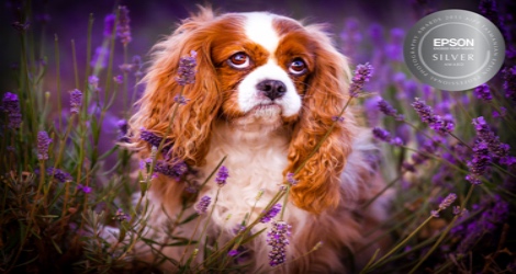 Fur Babies & Friends Photography - 2