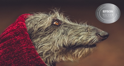 Fur Babies & Friends Photography - 3