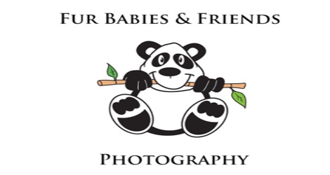 Fur Babies & Friends Photography - 4