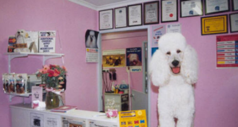 Gosford Grooming - Narara Salon - 2