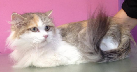 Gosford Grooming - Narara Salon - 3
