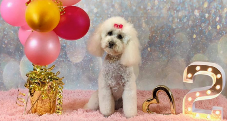 Gosford Grooming - Narara Salon - 4