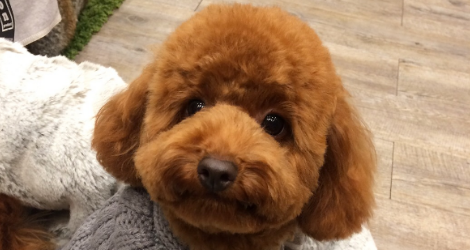 Hachi Melbourne - Grooming Salon - 2