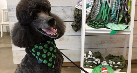 Hachi Melbourne - Grooming Salon - 3
