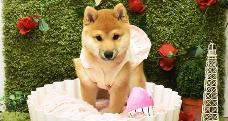 Hachi Melbourne - 5