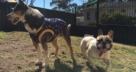 Hanrob Pet Hotels - Canberra image