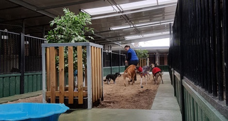 Hanrob Pet Hotels - Canberra - 2