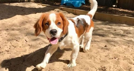Hanrob Pet Hotels - Duffys Forest - 2