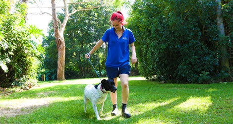 Hanrob Pet Hotels - Duffys Forest - 3