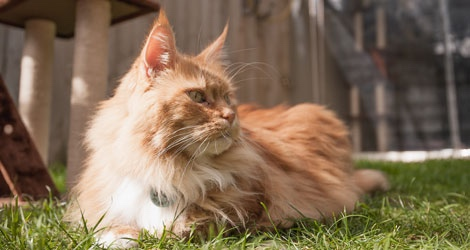 Hanrob Pet Hotels - Heathcote image