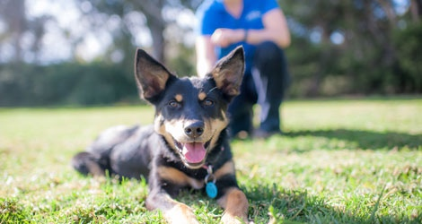 Hanrob Pet Hotels - Heathcote - 3