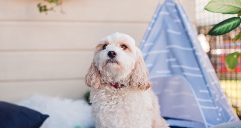Hanrob Pet Hotels - Heathcote - 4