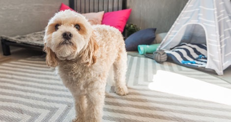 Hanrob Pet Hotels - Heathcote - 5