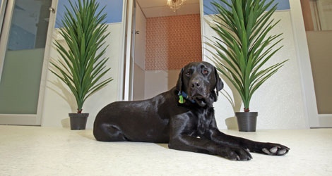 Hanrob Pet Hotels - Melbourne image