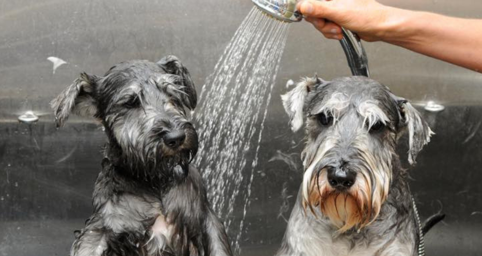 Hot Dog Cool Cat Grooming - 3
