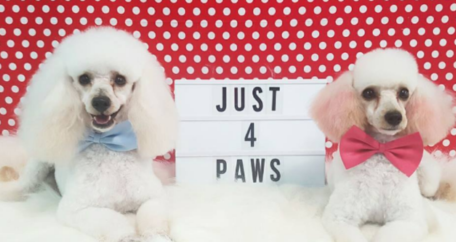 Just 4 Paws Gymea - 1
